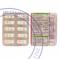 Chloromycetin